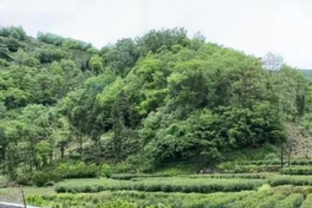 挖野生白芨犯法吗