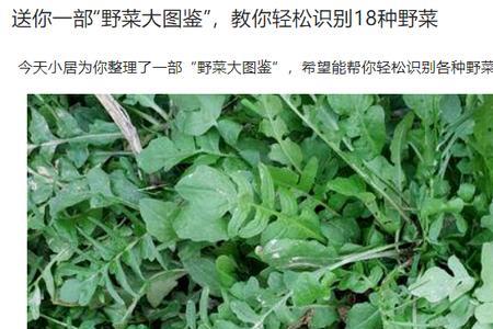 不挖野菜啥意思