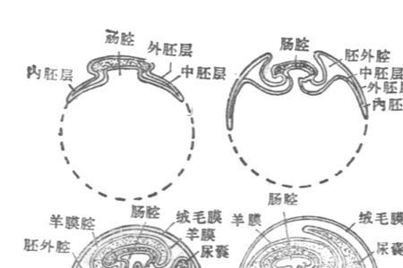 什么是羊膜动物