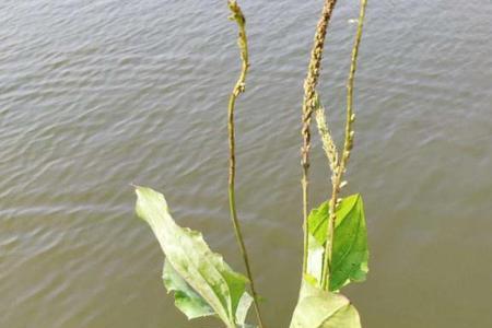 淮阴附近有人种植车前草吗