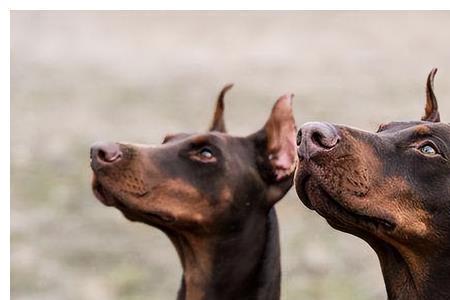 杜宾犬多大比较好养