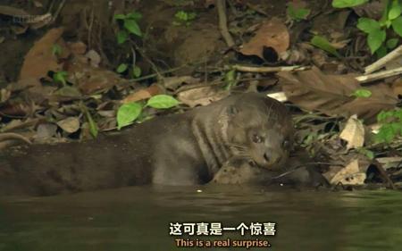 亚马逊巨型水獭习性