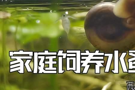 喂水蚤的酵母水比例