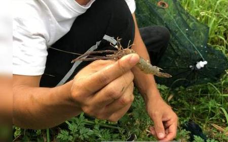 河里有河虾还能钓鱼吗