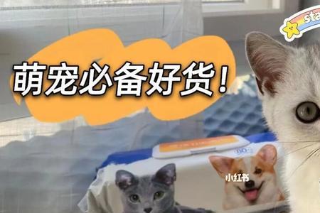 小猫可以用酒精湿巾吗