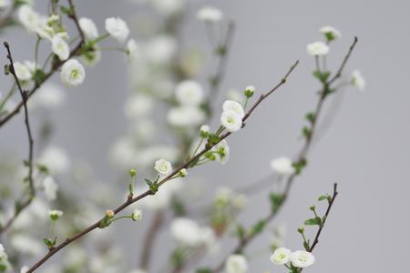 雪柳开完花之后还会再开吗