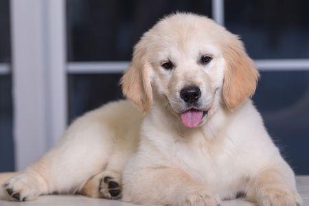 中华田园犬几岁成年