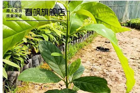 牛油果树南方可以种植吗