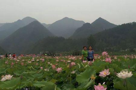 栾川荷花小镇门票