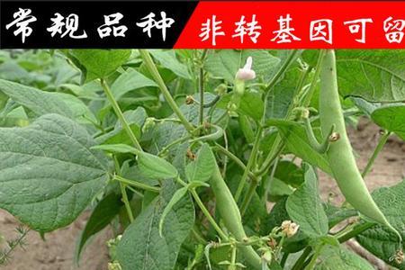 无架四季豆种植高产管理技术