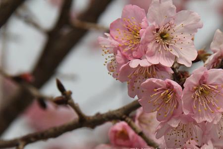 紫红色樱花是什么品种