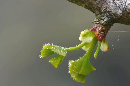 银杏吐嫩芽诗句