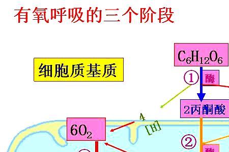 葡萄糖无氧呼吸方程式