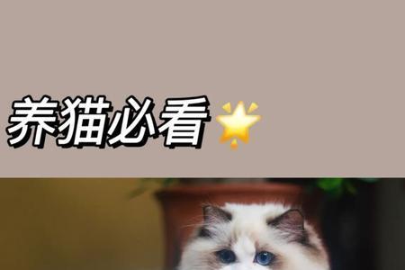 布偶猫和西伯利亚猫哪个好养