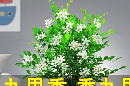 淘宝上卖的九里香花真的香吗