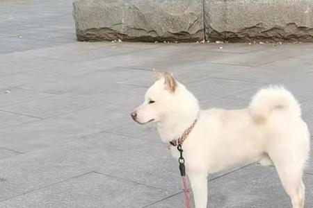 柴犬鼻子能是白色吗