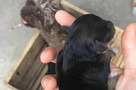 泰迪幼犬冬天会冻死吗