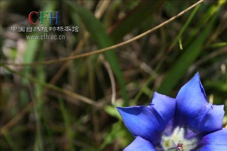 龙胆花长在什么地方