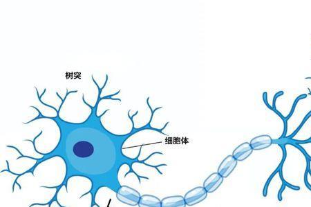 怎么数神经元的个数