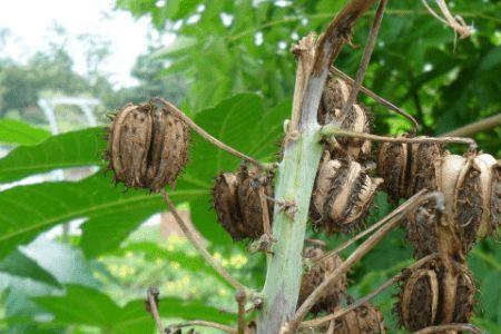 蓖麻种植需要什么审批手续吗