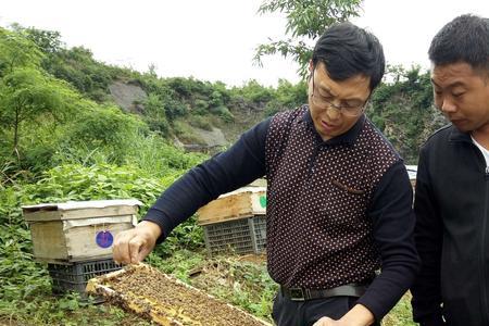 夏季养蜜蜂不关王行吗