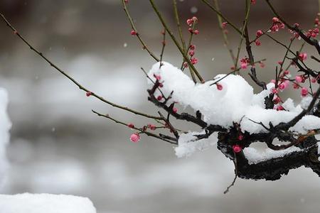 诗人评价梅与雪各有什么特点