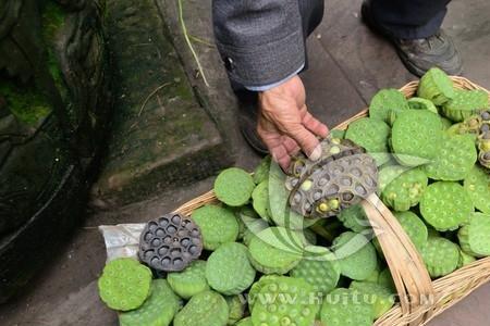 莲花结莲子是真的吗