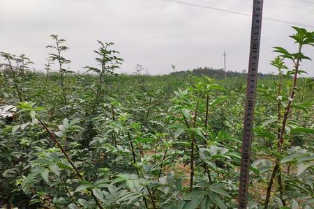 花椒晾干了怎么弄出花椒枝子