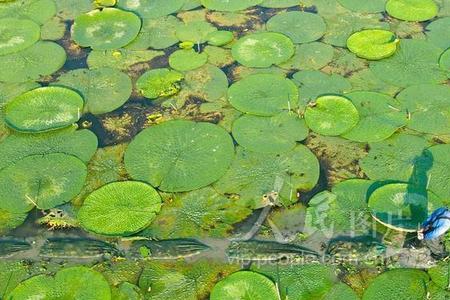 苏芡最早7月中下旬可以采摘吗