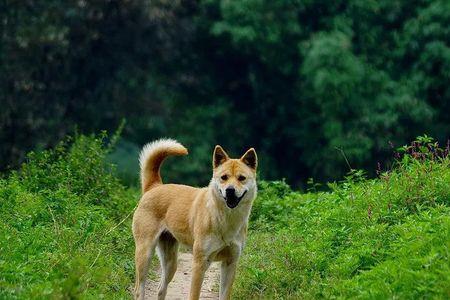 中华田园犬苏犬能长多大