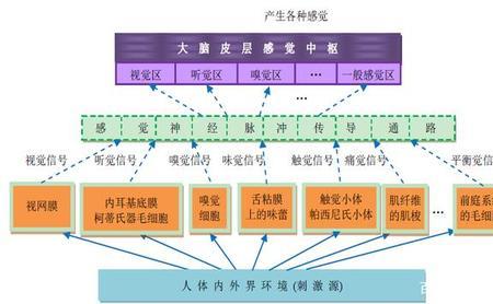 甜味是痛觉还是味觉