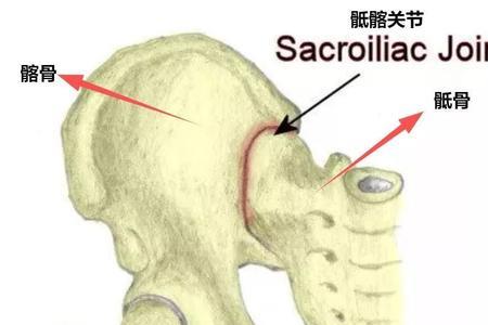 骼骶念什么