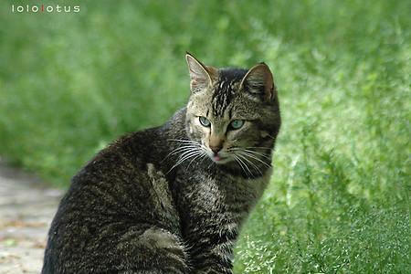 狸花猫眼睛黄色好还是绿色好