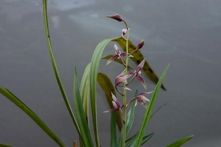 万山红缘叶型特点