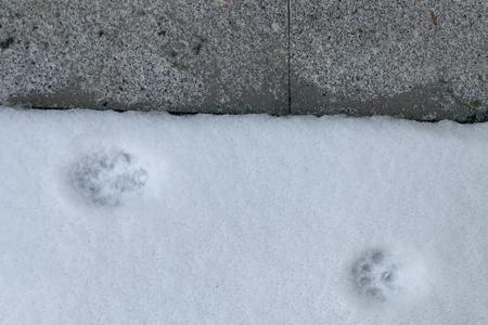 小花猫的脚印像甚么形状