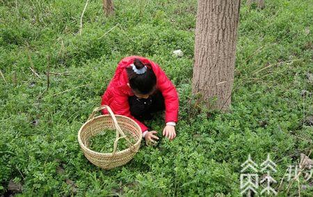 挖野菜叫什么