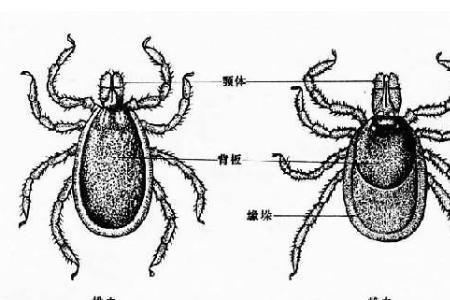 螨虫最早是什么时期的生物