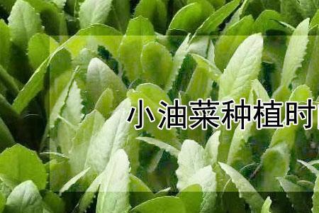 小辣菜种植时间和方法