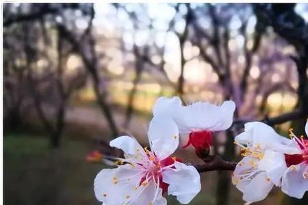 杏花清梅满地秋是什么意思