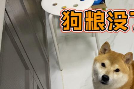 柴犬吃三文鱼生还是熟