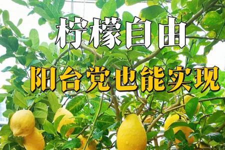 澳洲柠檬种植方法