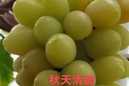 山西秋天青脆葡萄品种介绍