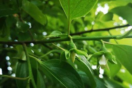 小柿子开花后什么时候结果