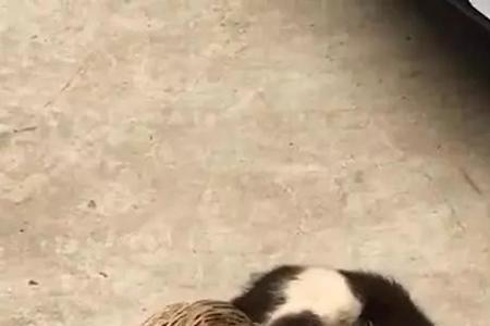 猫吃活鸭子吗