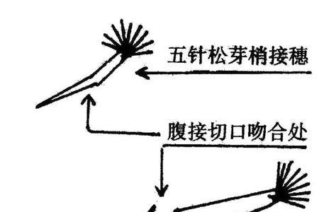 大梨树补枝嫁接方法