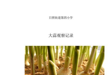 大蒜1-7天生长观察记录简笔画