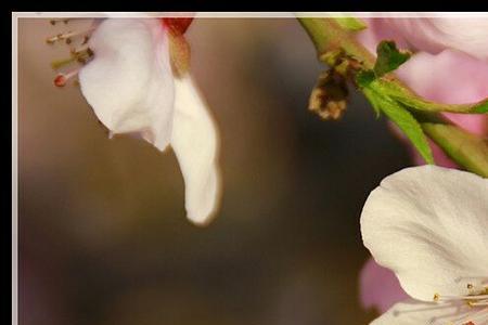 一帘红雨桃花谢是什么意思