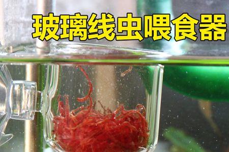 鱼缸线虫爆缸怎么解决