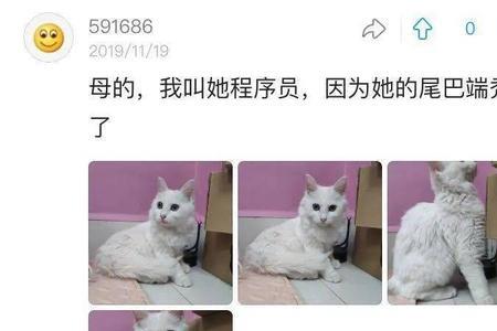 电波猫猫全名