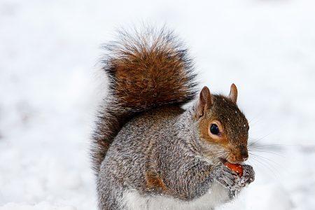 不积雪不回家是什么动物